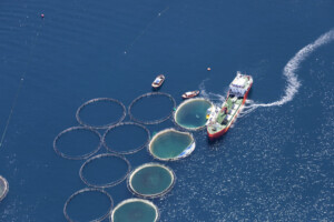 salmon fish meal unsustainable