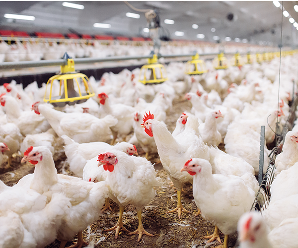 Foodservice Footprint Chicken-Farm-1 THE FRIDAY DIGEST: A good week for fake meats; and a bad week for fake farms Out of Home News Analysis  news-story-top news-email-top 