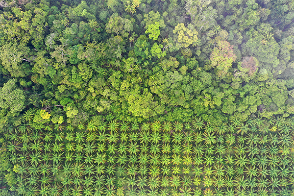 Foodservice Footprint Deforestation2 Deforestation delay will undermine climate fight Foodservice News and Information  news-email email-news 