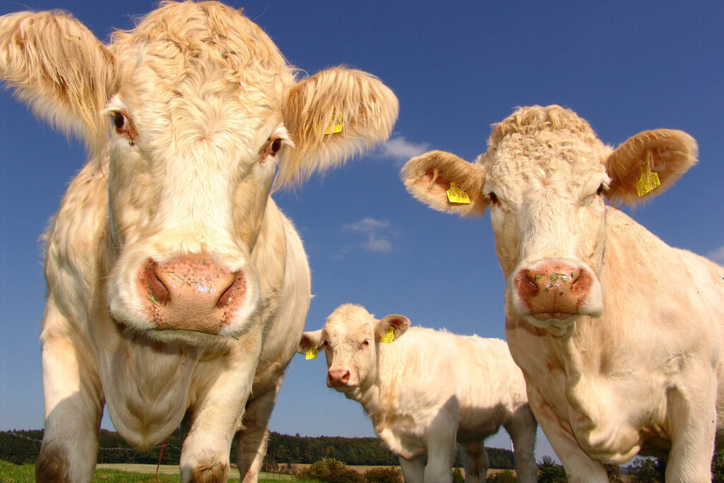 cows in pasture