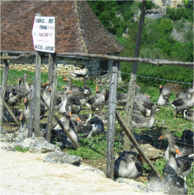 Foie gras faces ban under new welfare plan