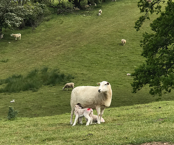 Farmers demand support for regenerative transition