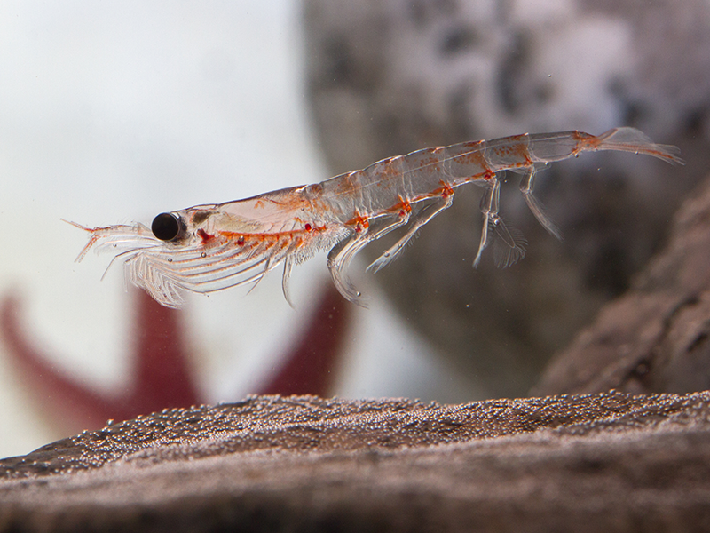 Supermarkets criticised for unsustainable use of krill