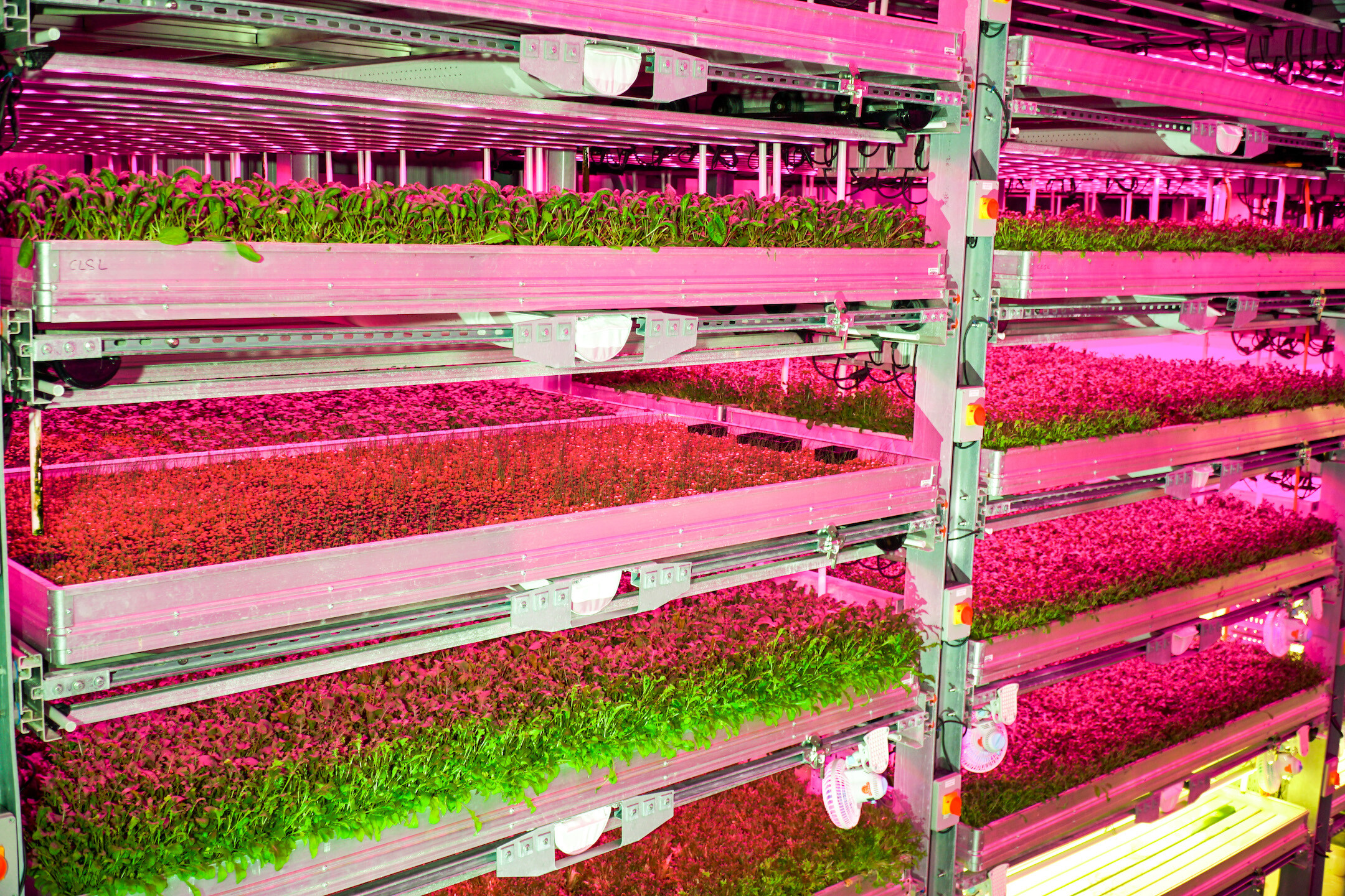 The Only Way is Up – Fresh Direct partners with vertical farming pioneers to boost supply chain sustainability