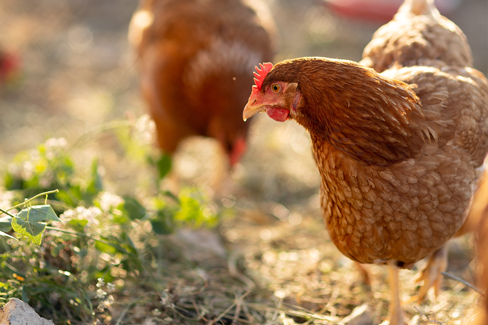 Going organic can slash antibiotic use