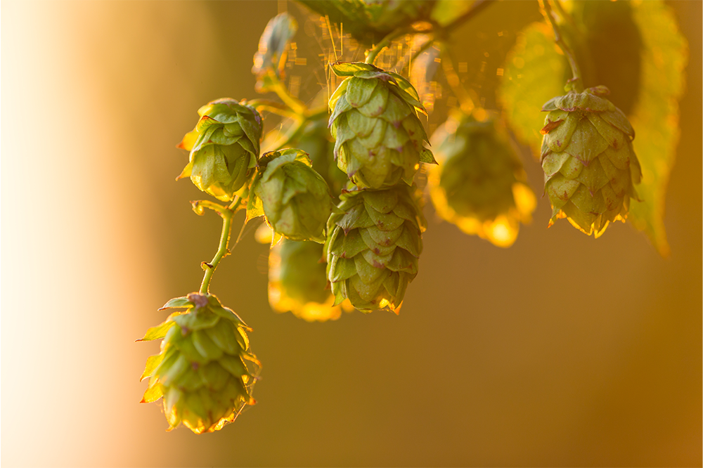 Study to look at impacts of climate change and biodiversity loss on brewing