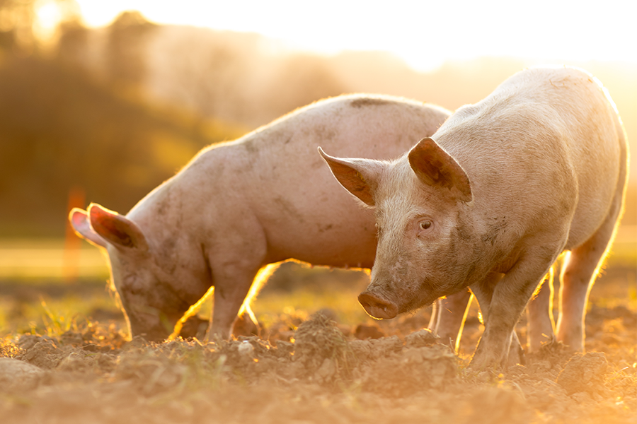 Willing to pay for higher welfare