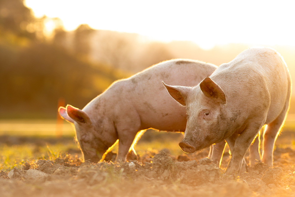 Charity calls for pause on pig and poultry expansion