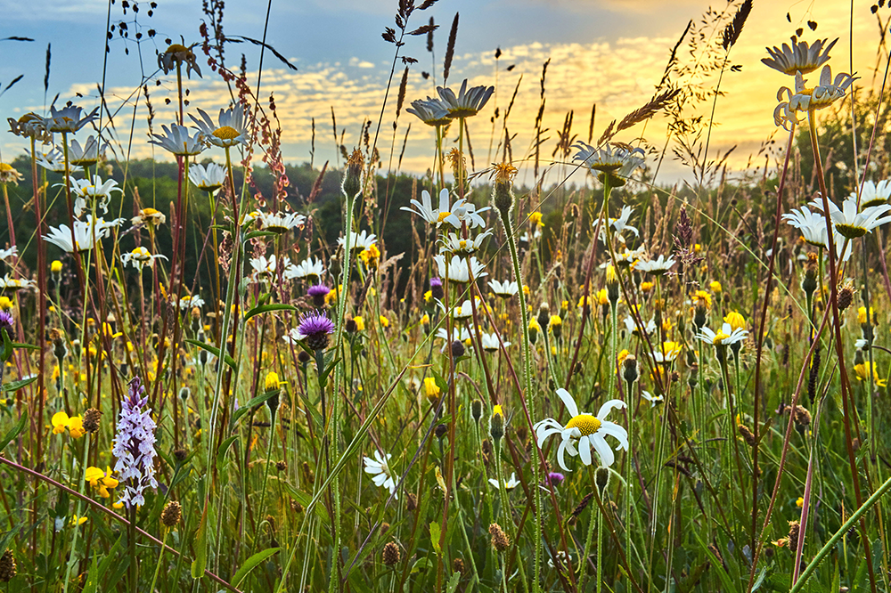 Foodservice Footprint RegAg Is regenerative the future of farming?  How corporate commitments can help build food system resilience, in association with Nestlé Professional Foodservice News and Information Reports  most-read 