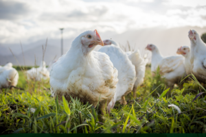 a guide for hospitality and foodservice in association with RSPCA Assured