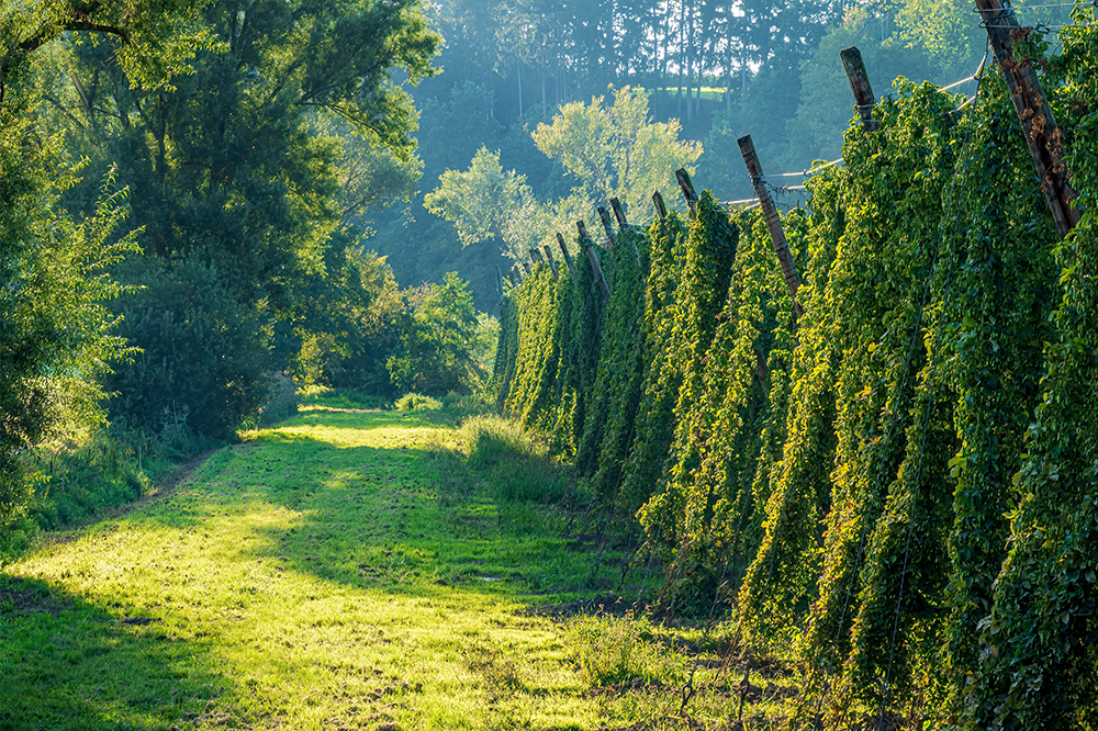 Climate research aims to safeguard British beer