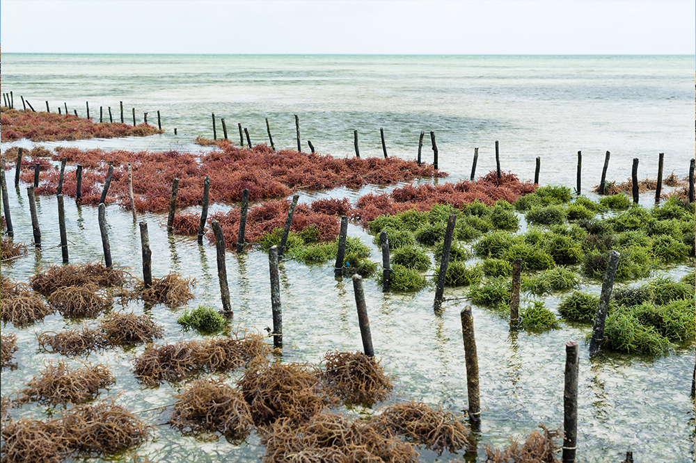 Seaweed and fruit pits make innovation grade 