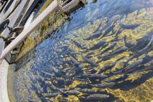 salmon farming environmental impact