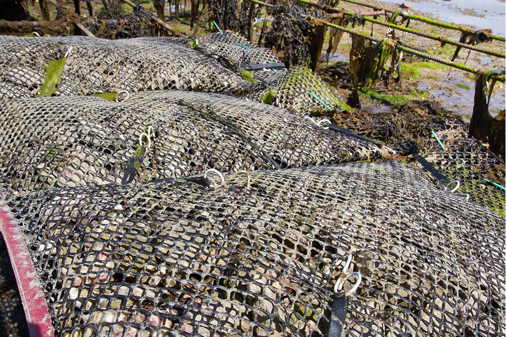 Climate change a boon for UK oysters