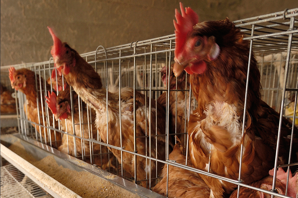 Farmfoods’ poultry promise proves flaky 