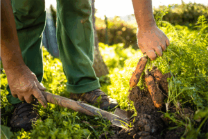 nutrition start in the soil