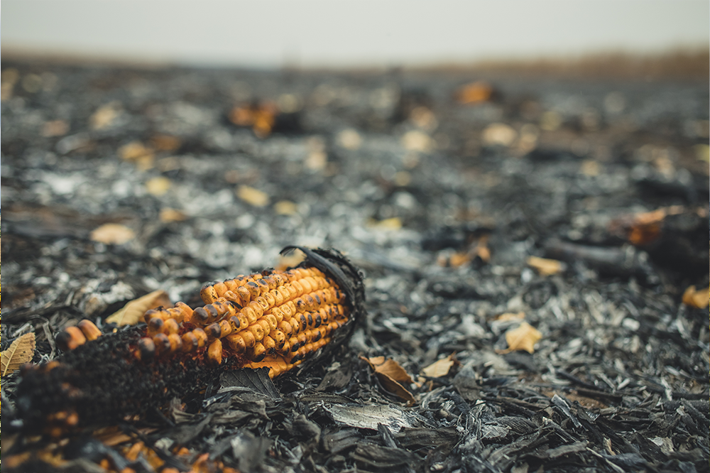 UK food system resilience is undercooked