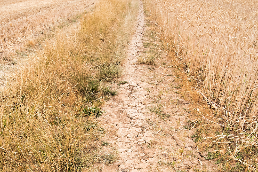 England suffers ‘second worst’ harvest on record