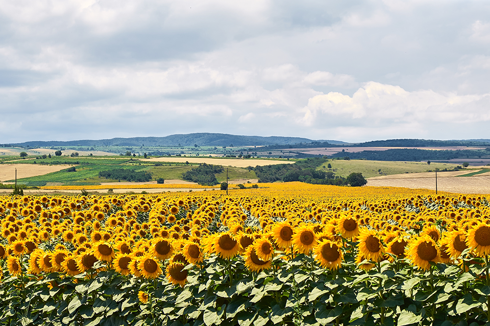 Climate resilient crops get funding boost