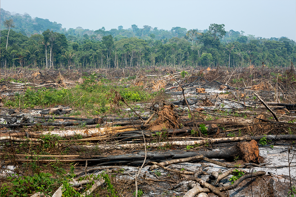 THE FRIDAY DIGEST: Further delay for deforestation law