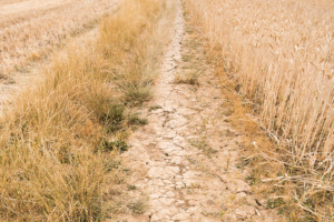 drought