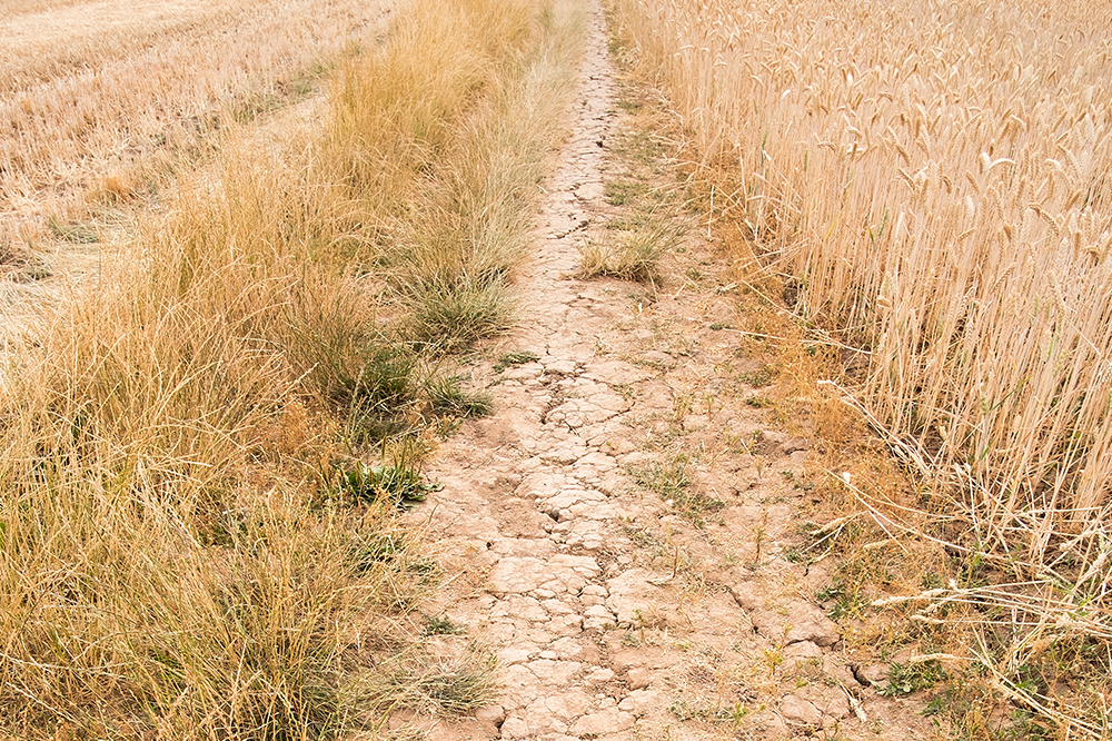 Climate crisis drives fall in crop revenues