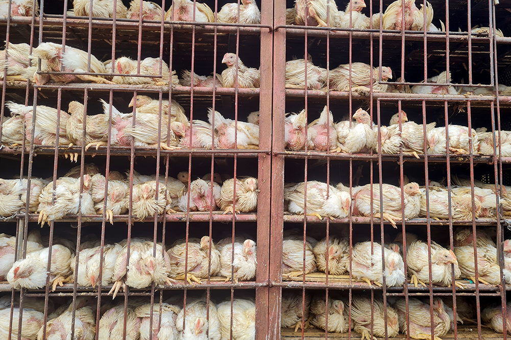 Large intensive farms are creating pollution problems, says EA