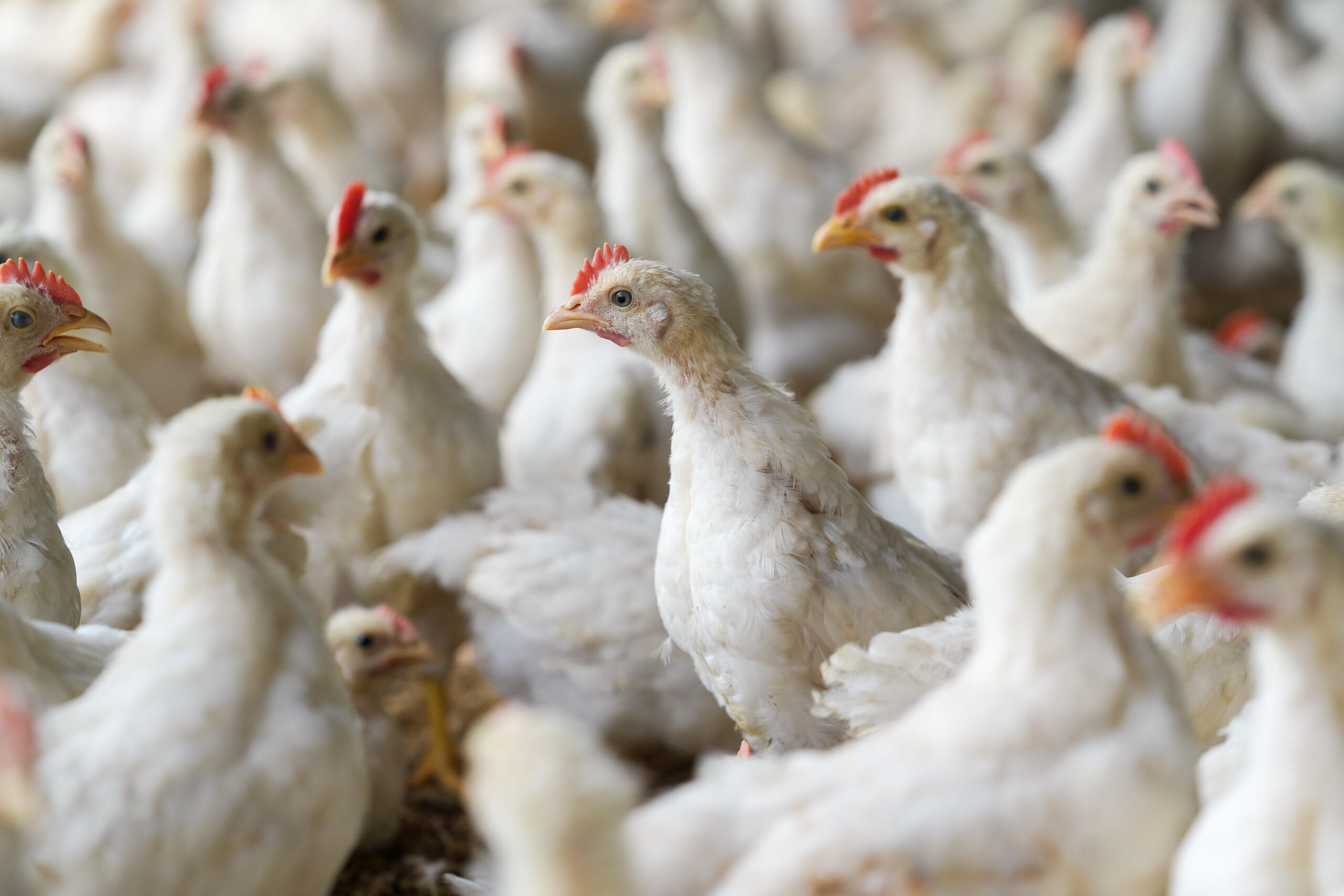Welfare strategy targets better chicken production