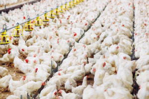 better meat foodservice UK