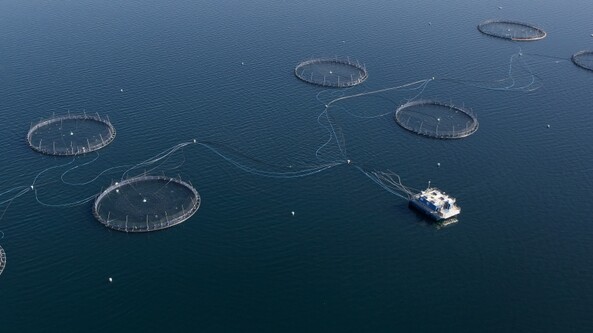 Can salmon farming ever be sustainable at scale?
