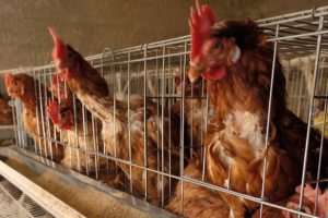 animal welfare ambition action gap