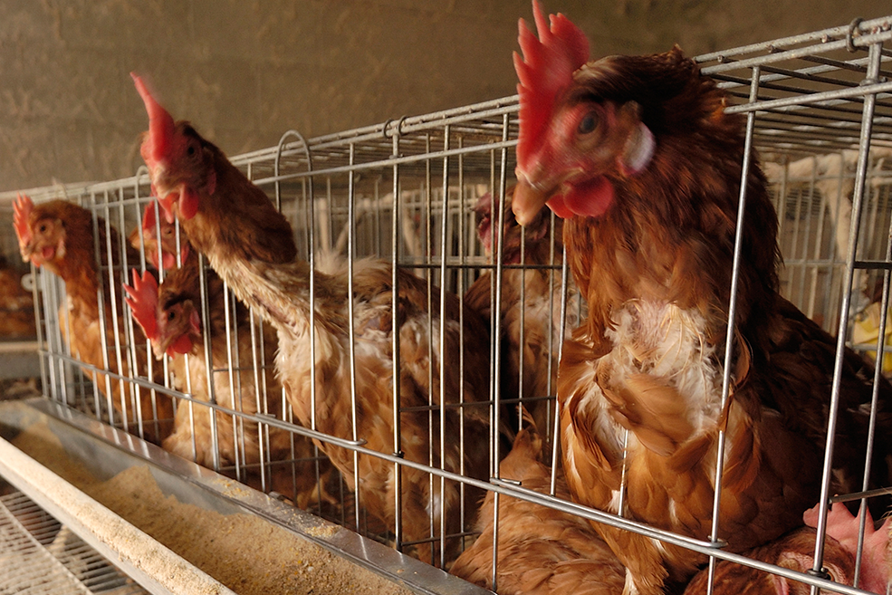 Can businesses close the ambition-action gap on animal welfare?