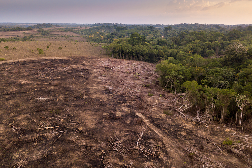 Deforestation law finally lands