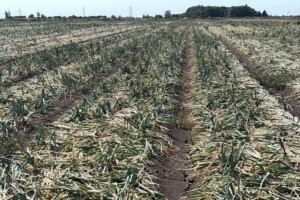 UK onion crop affected by extreme heat and drought