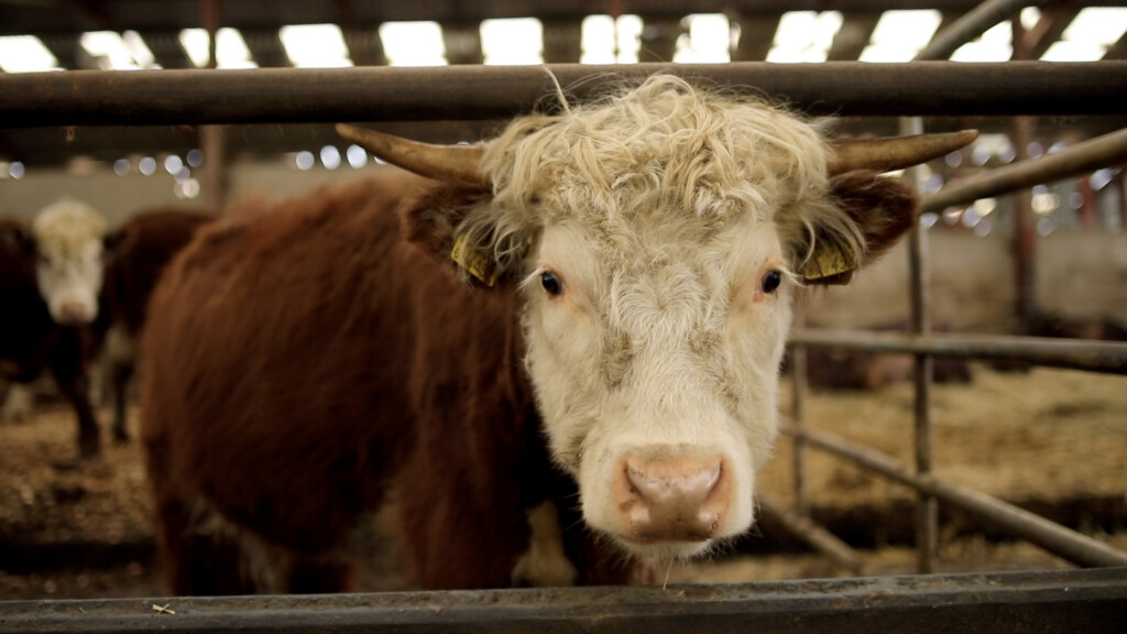 Coalition calls for urgent action to save abattoirs