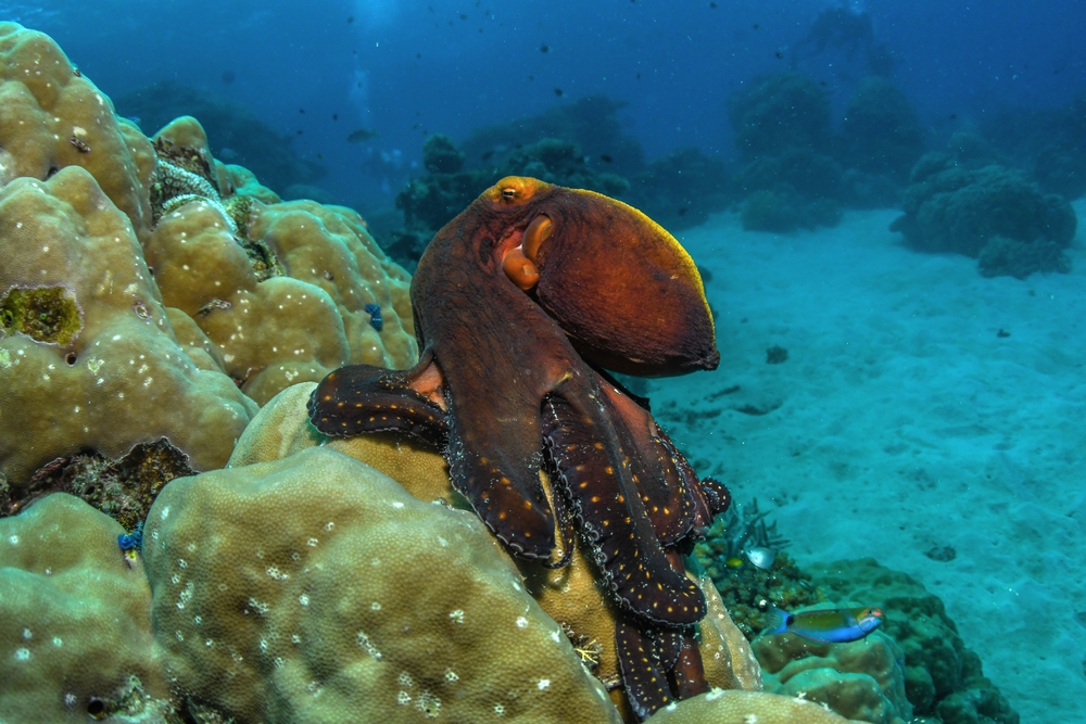 Octopus caught off the south-west coast of England amid rising UK octopus populations